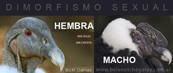 diformismo