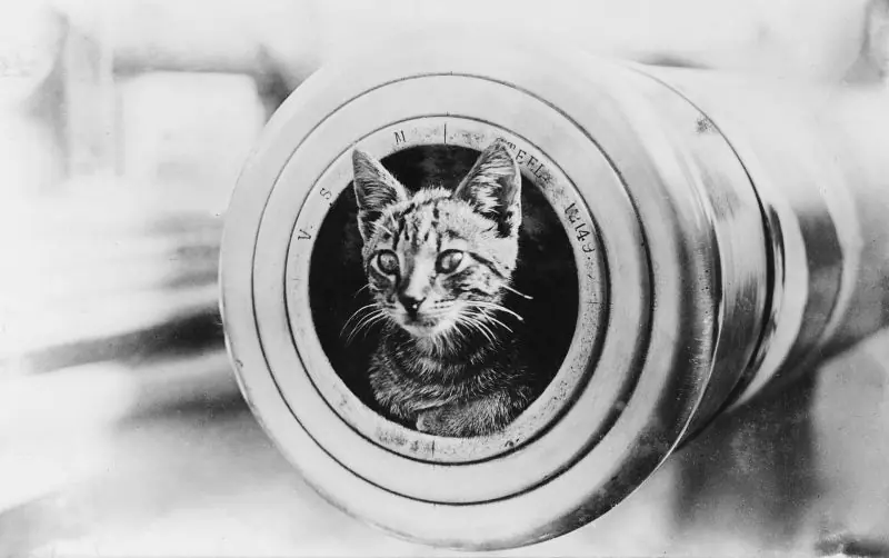 Oscar, el gato que sobrevivió a 3 naufragios y 1 guerra Oscar, el gato que sobrevivió a 3 naufragios y 1 guerra