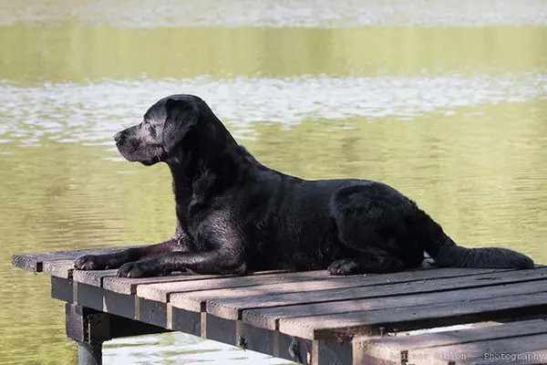 perros perros