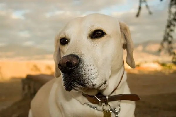 El Labrador retriever suele engordar más que otras razas El Labrador retriever suele engordar más que otras razas