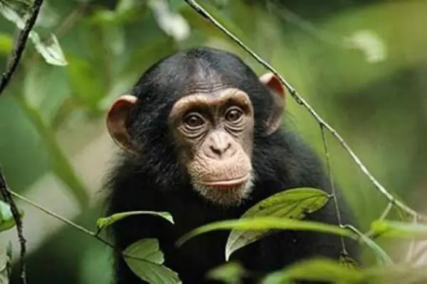 Los animales mas inteligentes del mundo.