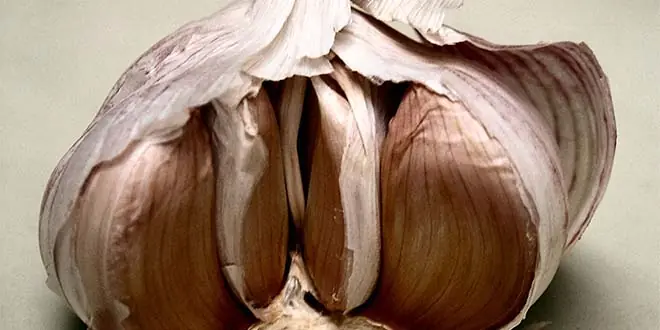 Entra y Conoce Antibióticos Naturales