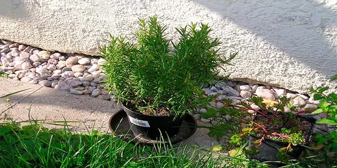 cebolla