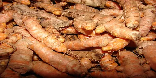 ajo
