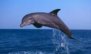 Animales