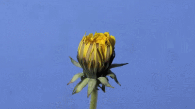Gif bien explicados de como funcionan las cosas