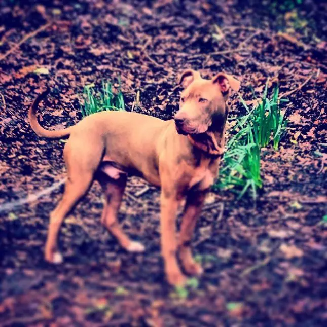 pitbull