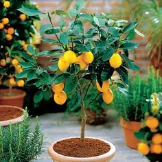 cultivar cultivar