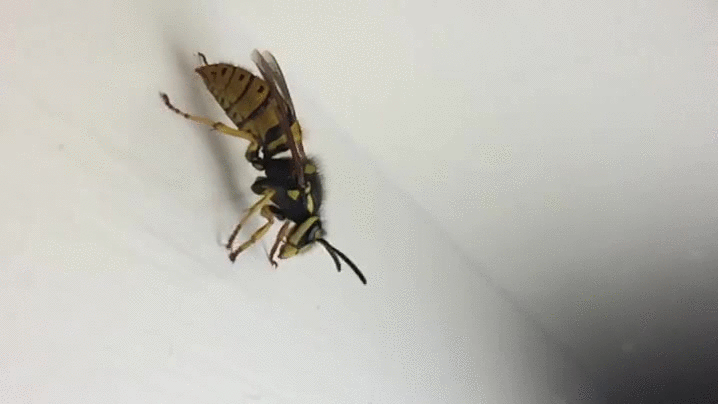 abejas