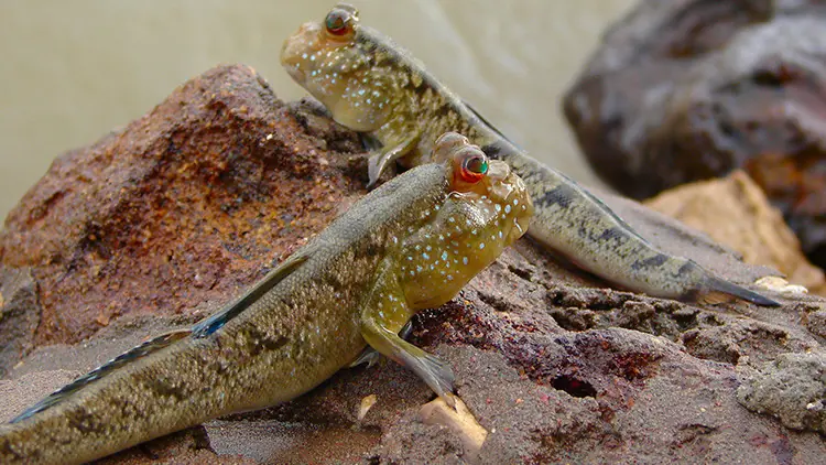 El rabo podría ser la causa de la evolución humana