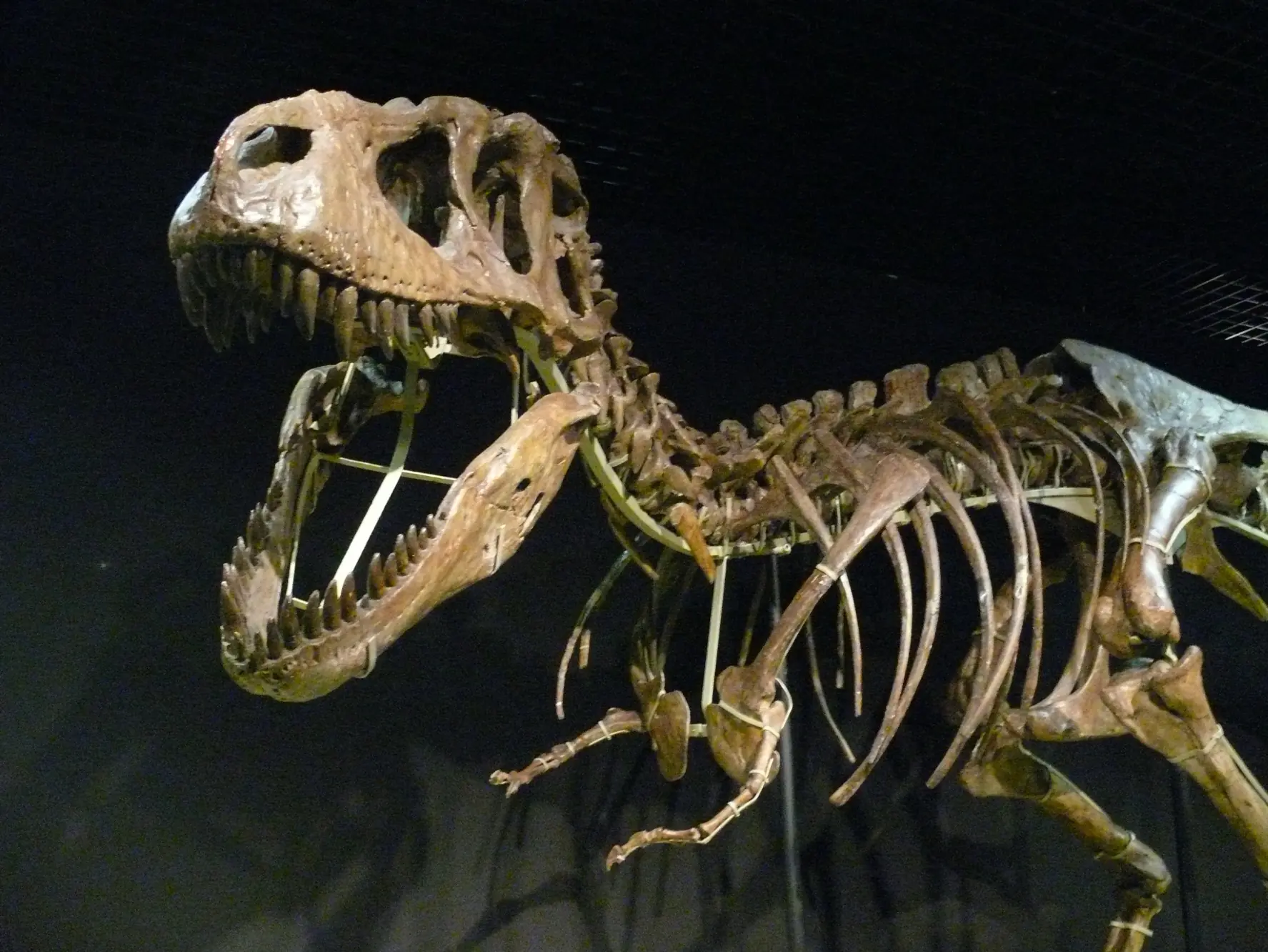 dinosaurio vivo