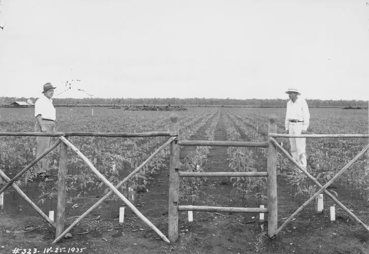 Fordlandia, El fracaso de Henry Ford
