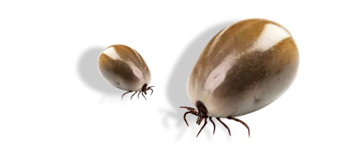 peligrosas