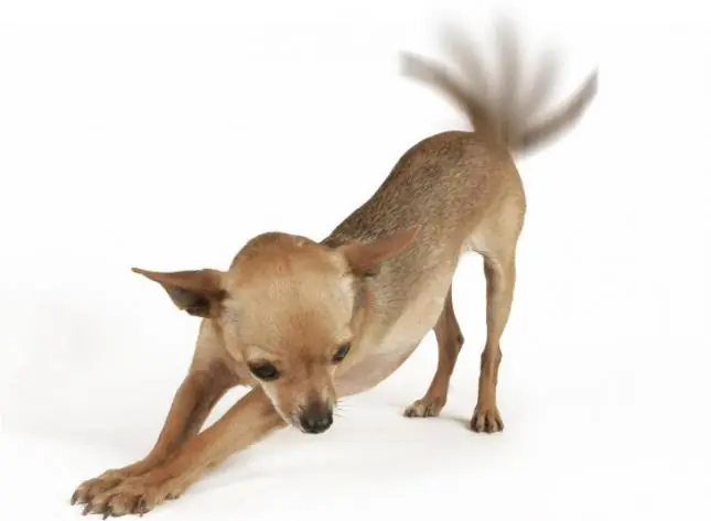 ¿Por qué los perros mueven la cola?
