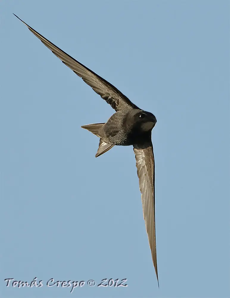 aves