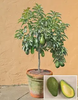 arboles arboles