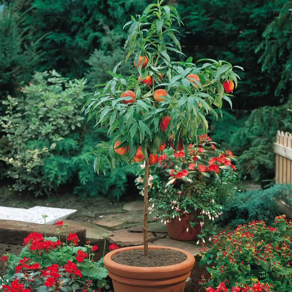 cultivar cultivar