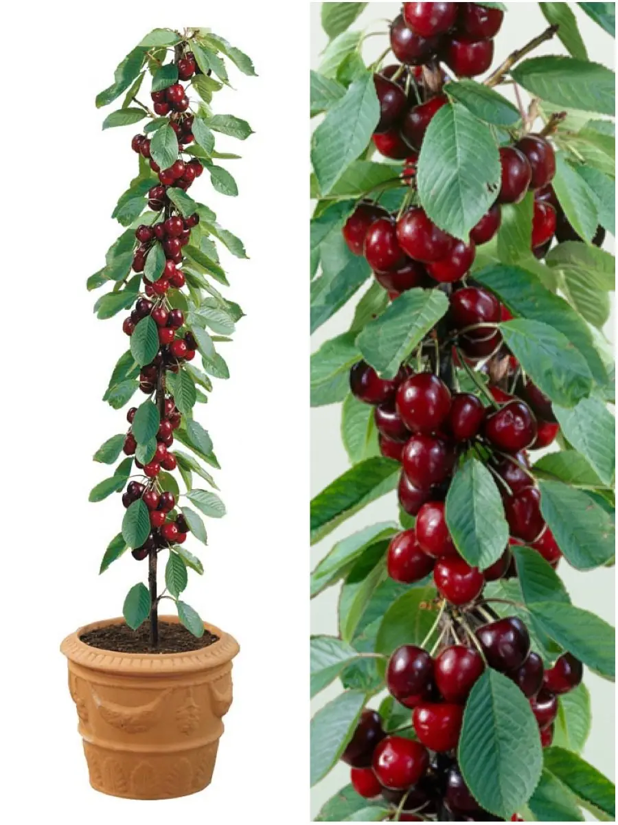 arboles frutales arboles frutales