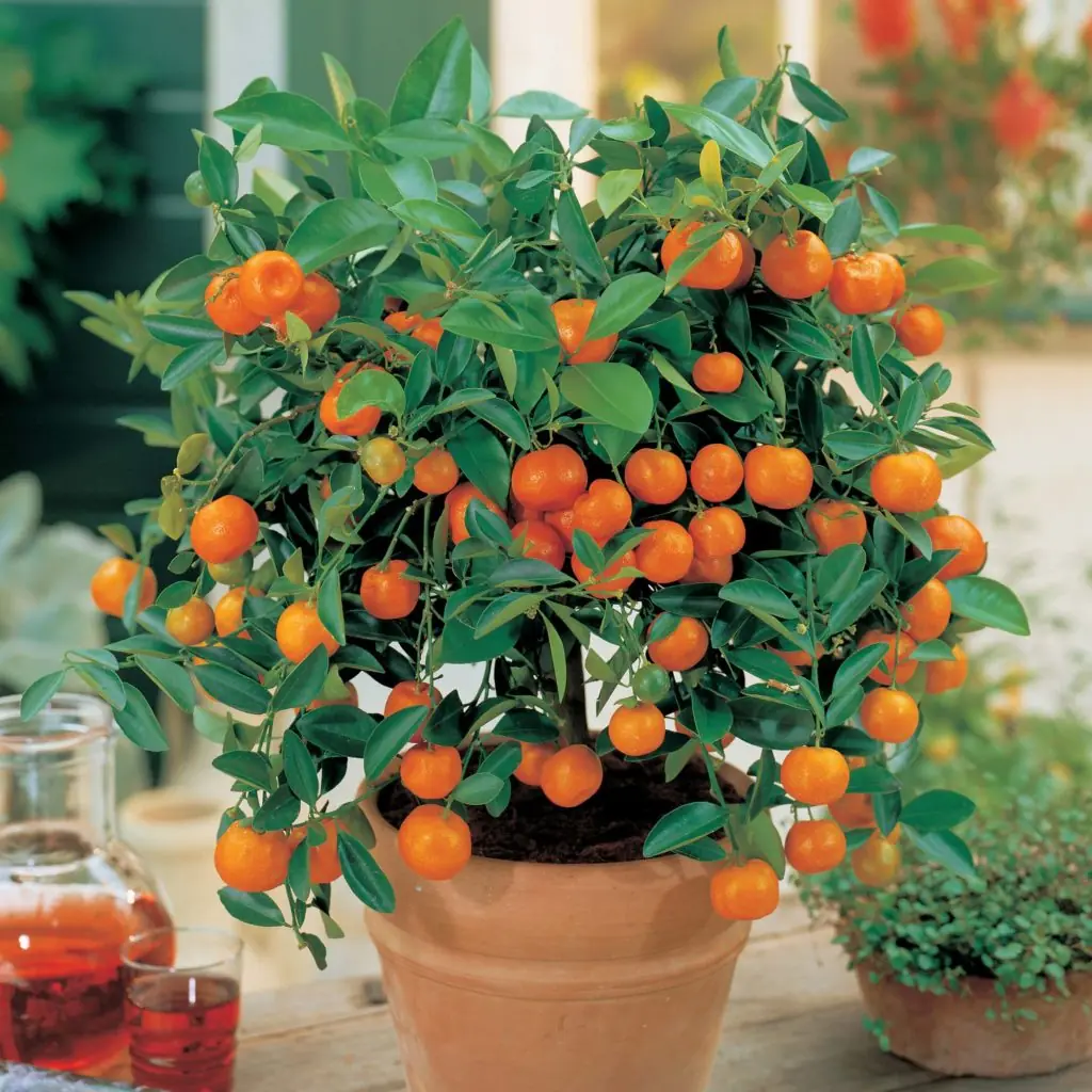 7 árboles frutales muy compactos [Pasa y Cultívalos]