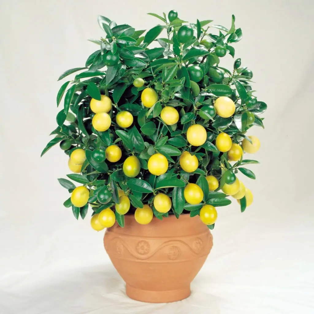 arboles arboles
