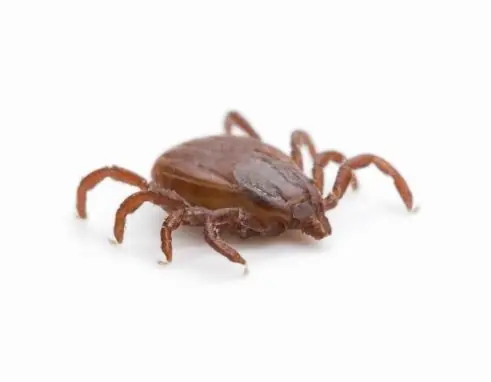 Cosas que no sabias sobre las Garrapatas