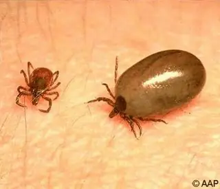 Cosas que no sabias sobre las Garrapatas