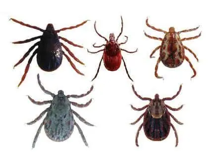 garrapatas