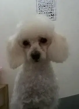 peluqueria canina
