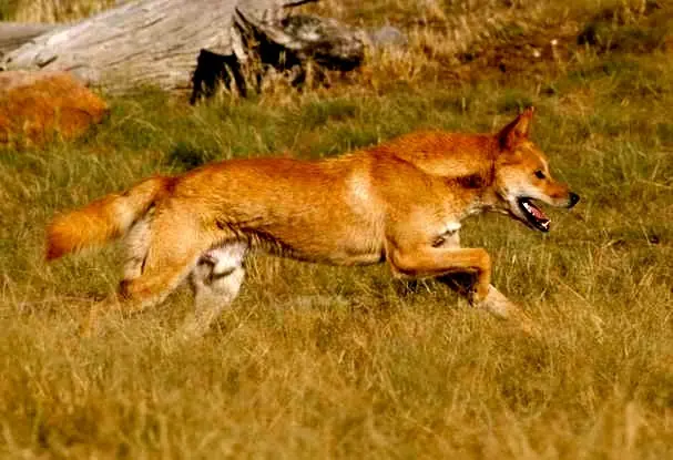 lobo domesticado