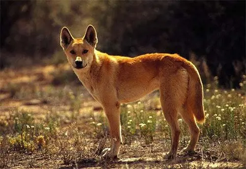 lobos lobos