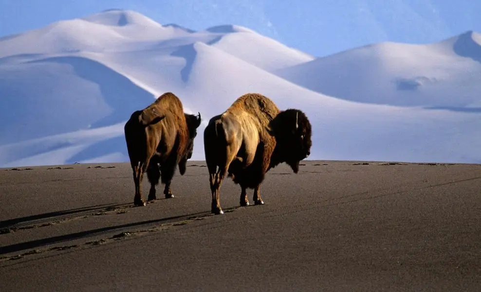 Animales