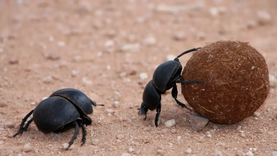 Curiosos