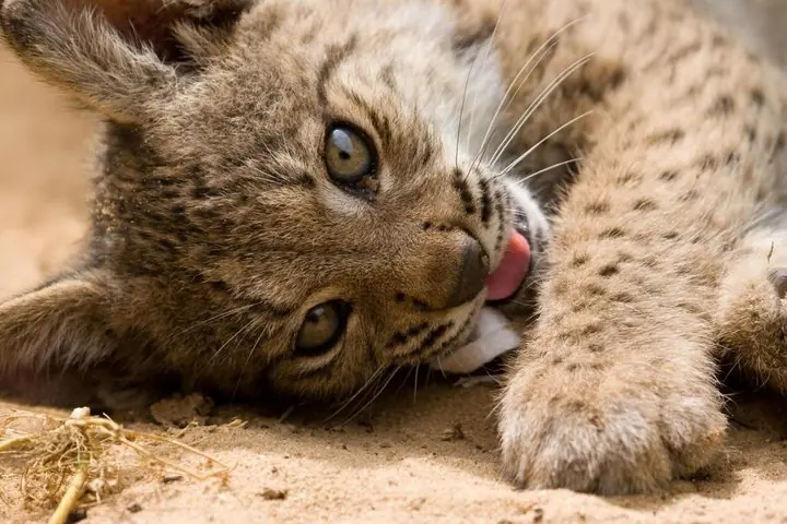 lince
