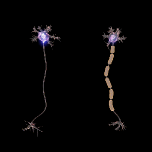 genetica