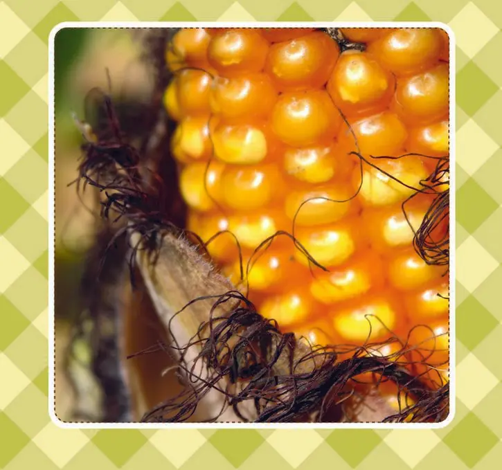 alimento alimento
