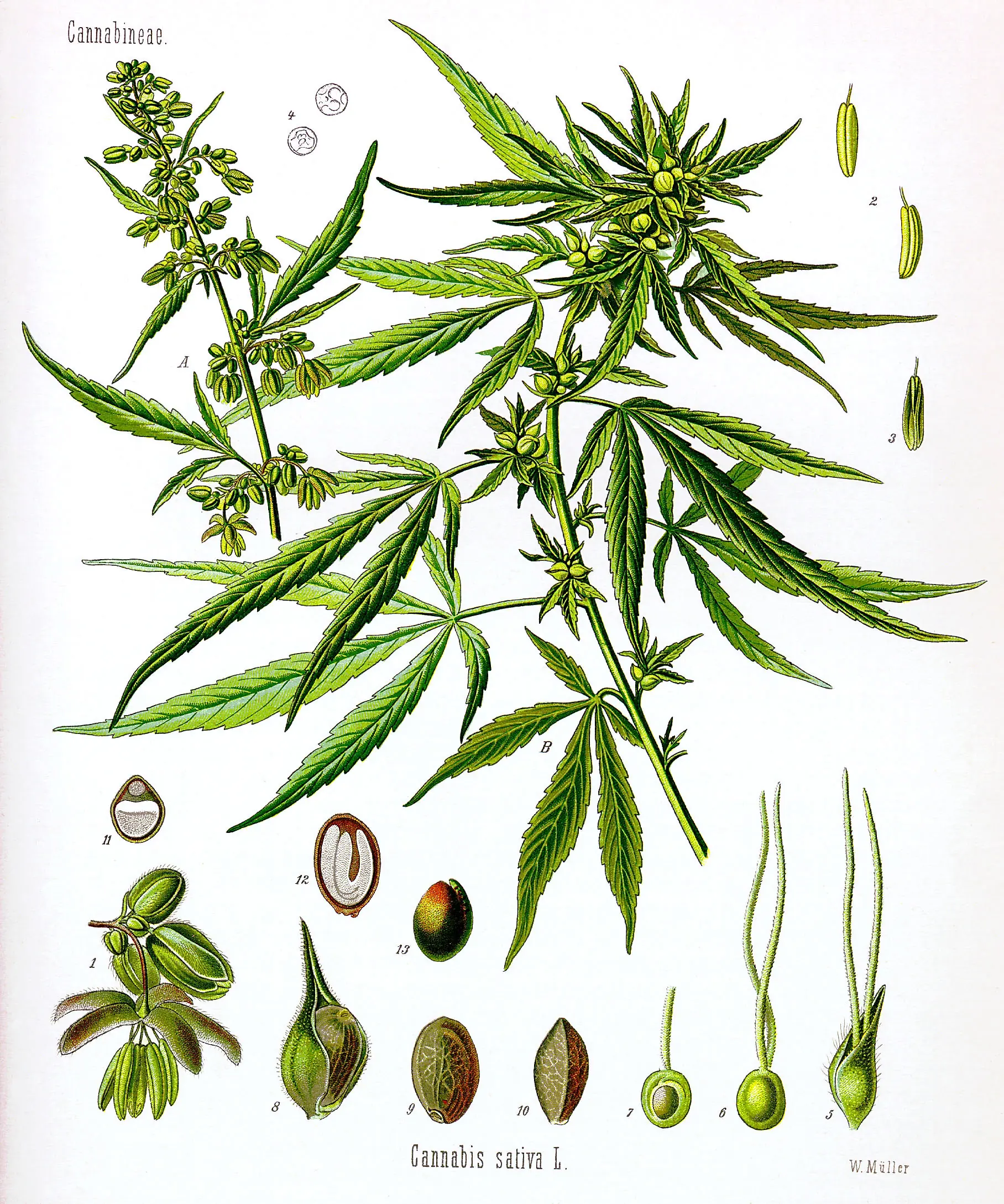 Aprender sobre Cannabis Sativa, buena informacion