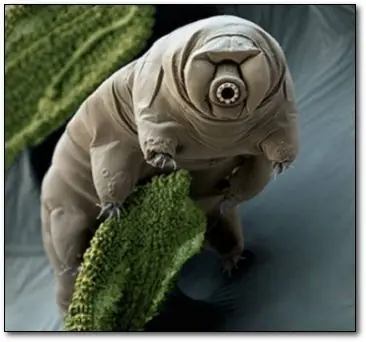microscopio