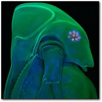 microscopio