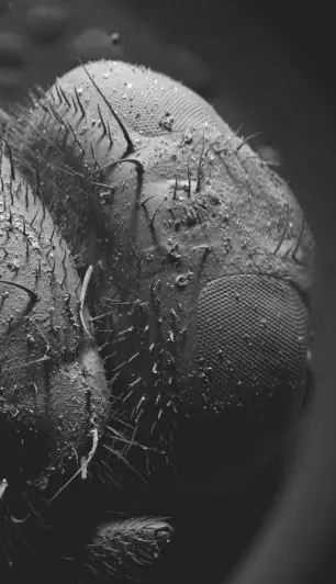 microscopio