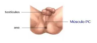 Eyaculacion Precoz