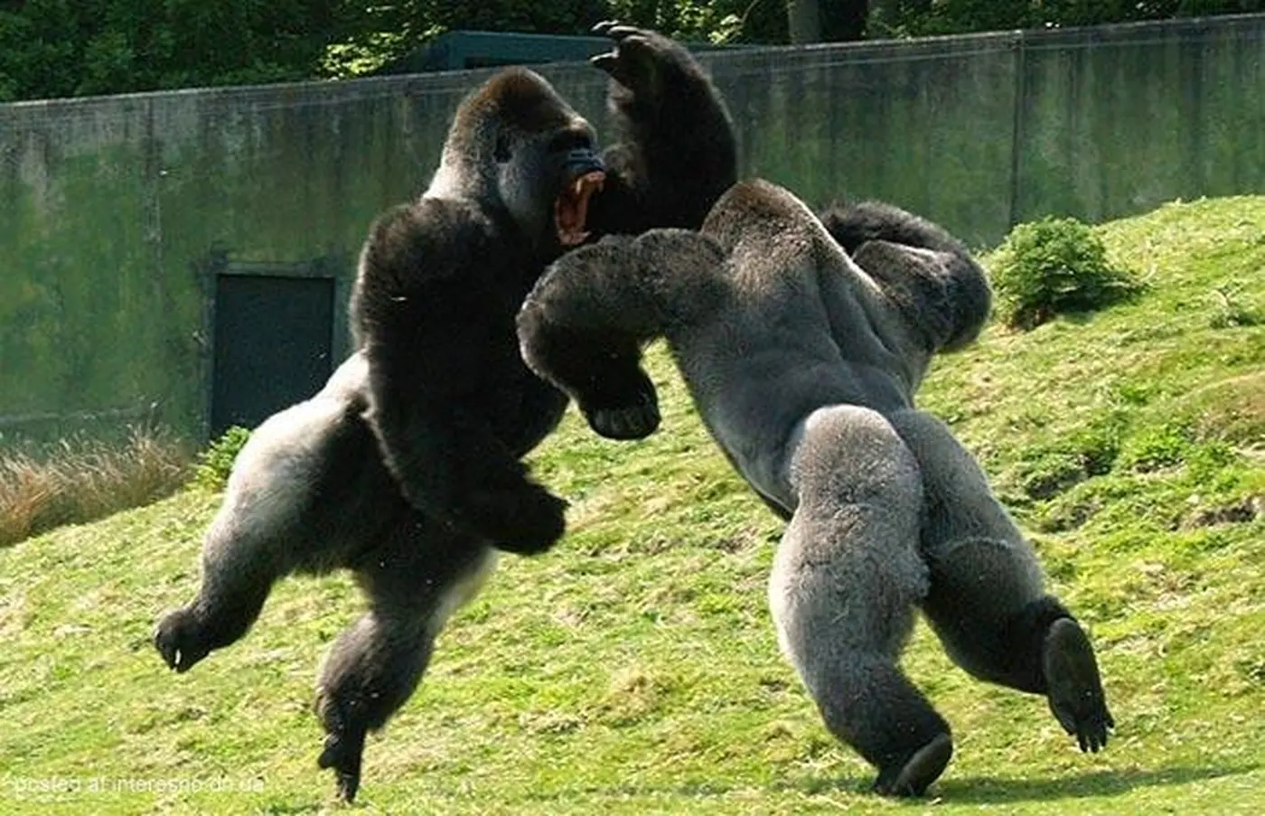 osos