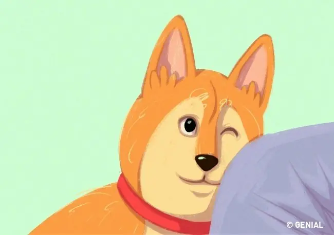 16 Trucos que te ayudarán a entender a los perros.