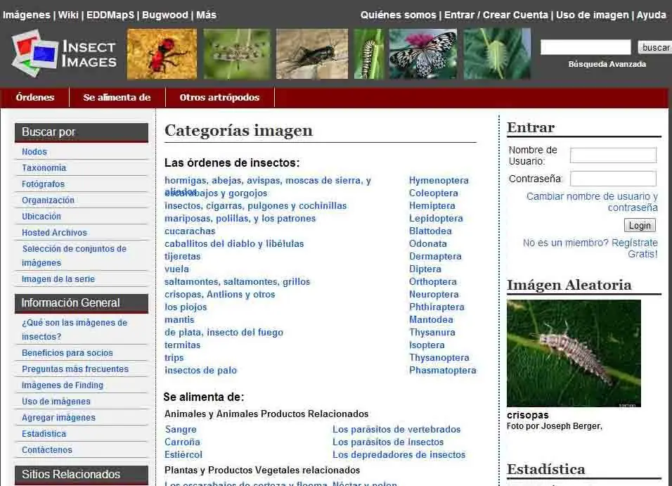 cintrox
