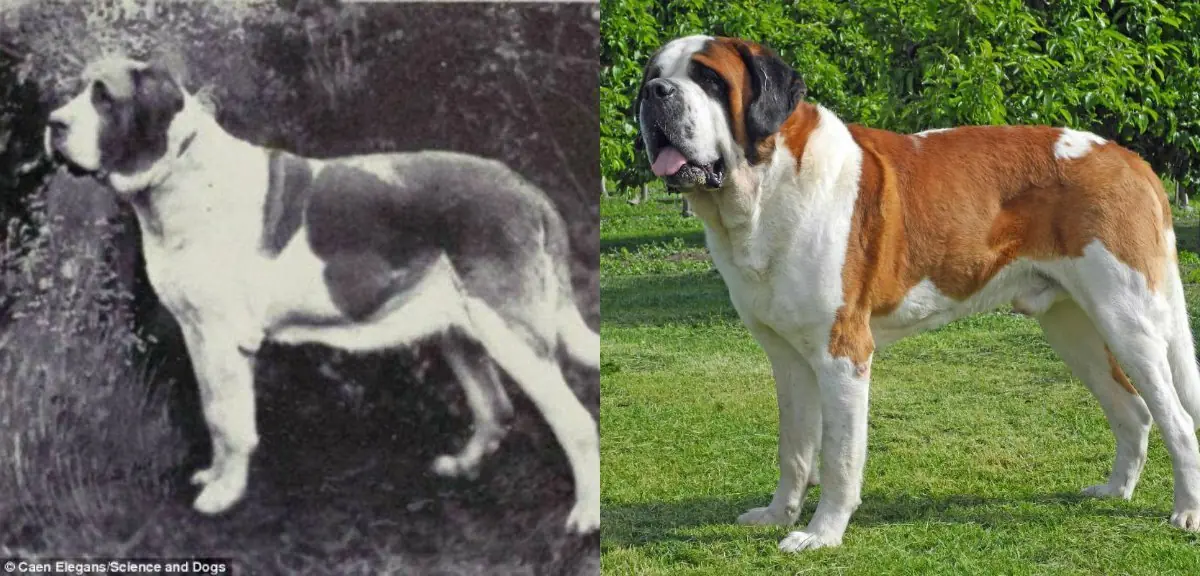 razas de perros