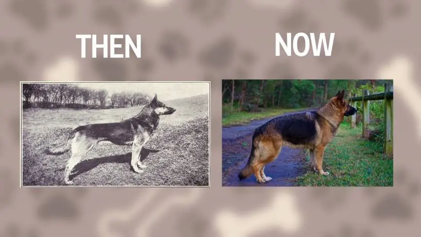 Razas caninas de los ultimos 100 años