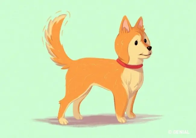 16 Trucos que te ayudarán a entender a los perros.