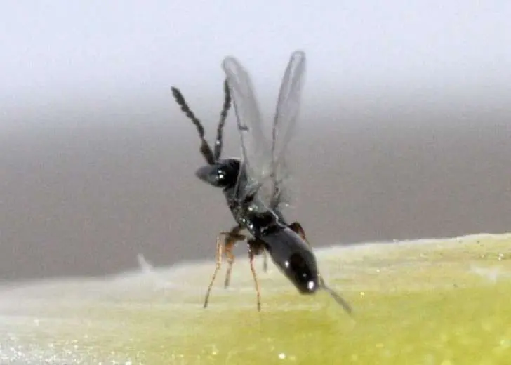 fruta