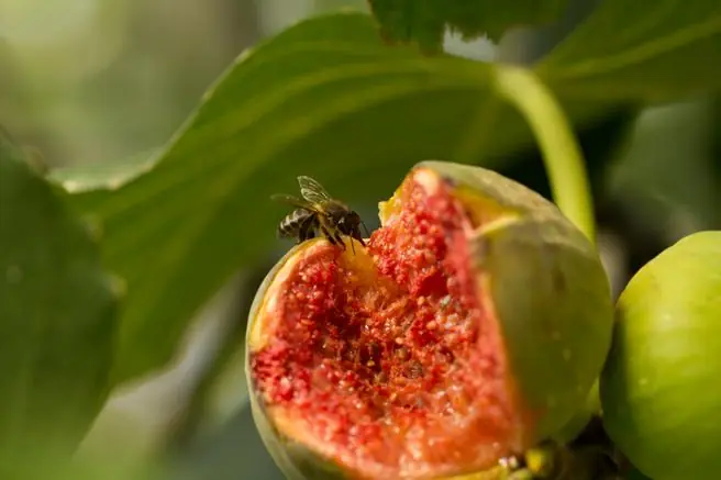 Los higos son una flor hecha de insectos