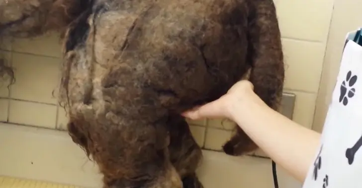 Encontraron a este perro abandonado. Mirá como luce ahora!