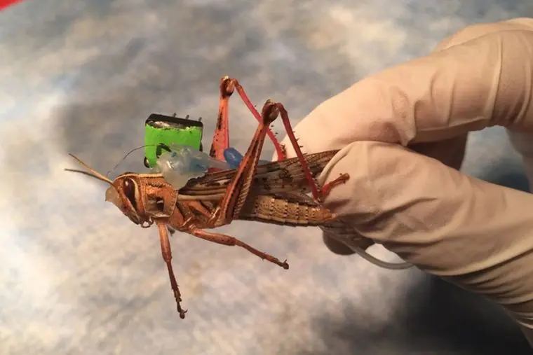 Los insectos creados por el ejército de Estados Unidos